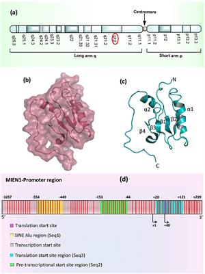 Emerging Role of Migration and Invasion Enhancer 1 (MIEN1) in Cancer Progression and Metastasis